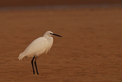 David Plant Photography - Wildlife Photographer - Little egret on the beach - E